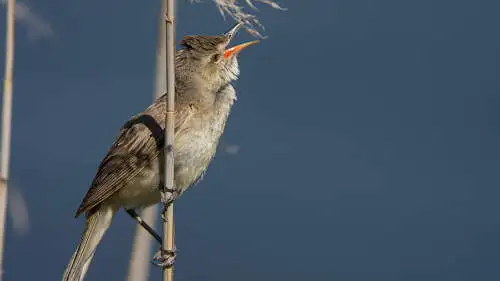 オオヨシキリのパソコン壁紙用画像