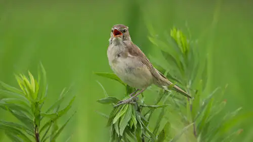 オオヨシキリのパソコン壁紙用画像