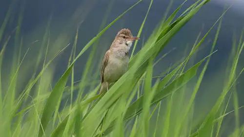 オオヨシキリのパソコン壁紙用画像