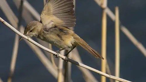 オオヨシキリのパソコン壁紙用画像