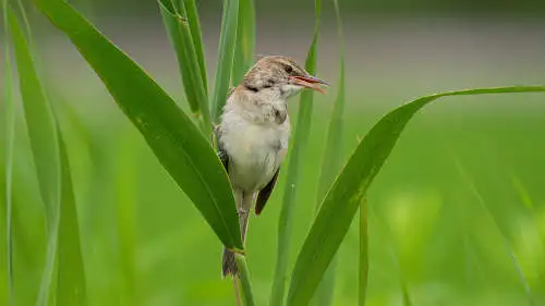 オオヨシキリのパソコン壁紙用画像