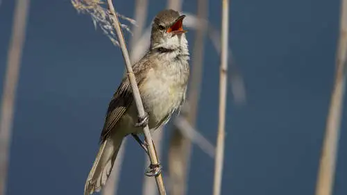 オオヨシキリのパソコン壁紙用画像
