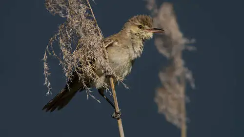 オオヨシキリのパソコン壁紙用画像