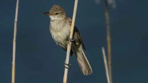 オオヨシキリのパソコン壁紙用画像