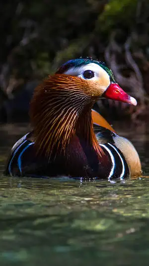 野鳥・オシドリのスマホ待ち受け画面用画像
