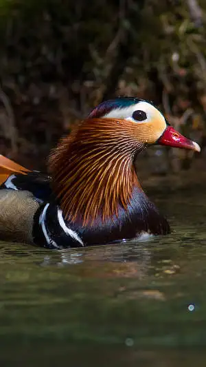 野鳥・オシドリのスマホ待ち受け画面用画像