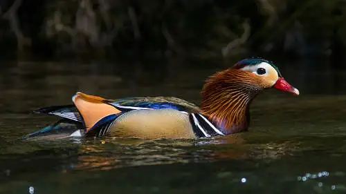 オシドリのパソコン壁紙用画像