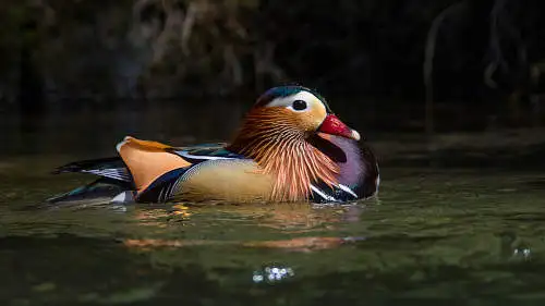 オシドリのパソコン壁紙用画像