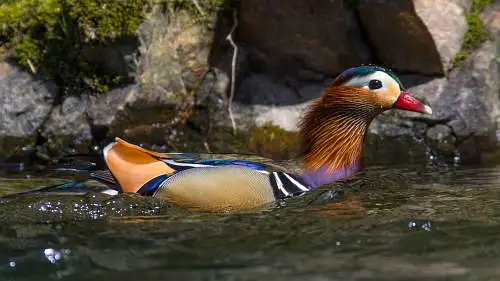 オシドリのパソコン壁紙用画像