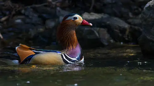 オシドリのパソコン壁紙用画像