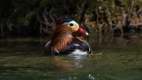 オシドリのパソコン壁紙用画像