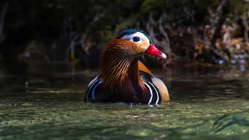 オシドリのパソコン壁紙用画像