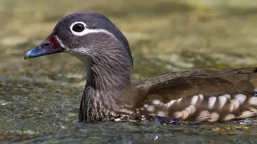 オシドリのパソコン壁紙用画像