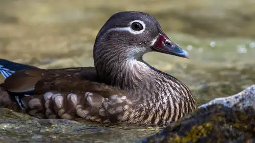 オシドリのパソコン壁紙用画像