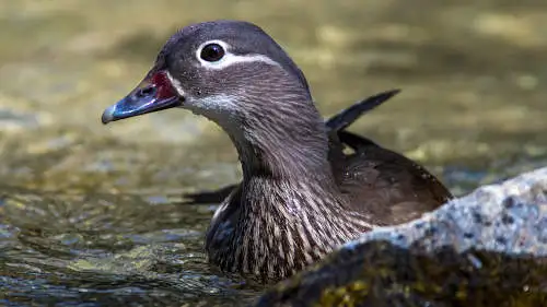 オシドリのパソコン壁紙用画像