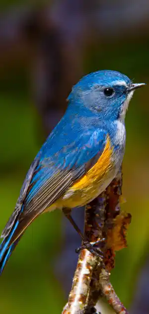 ルリビタキのスマホ待ち受け画面用画像