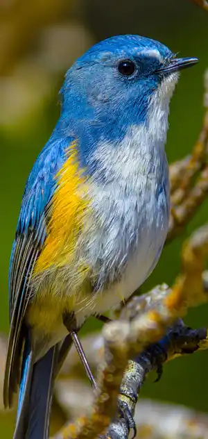 ルリビタキのスマホ待ち受け画面用画像