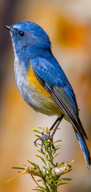 ルリビタキのスマホ待ち受け画面用画像