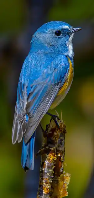 ルリビタキのスマホ待ち受け画面用画像