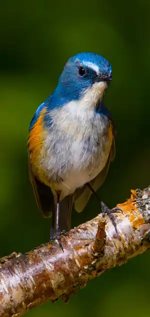 ルリビタキのスマホ待ち受け画面用画像