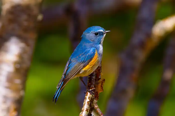 ルリビタキのパソコン壁紙用画像