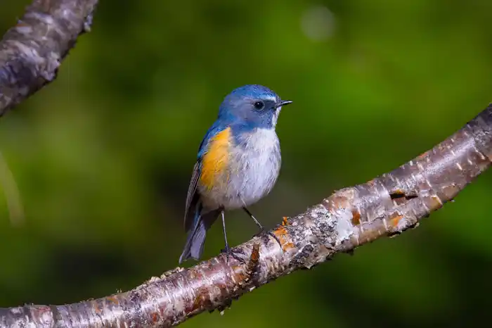 ルリビタキのパソコン壁紙用画像