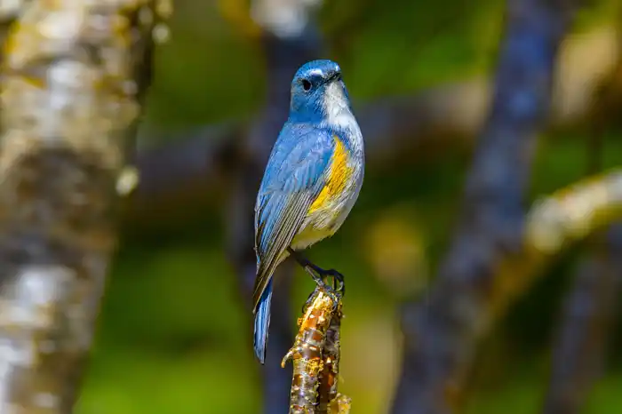 ルリビタキのパソコン壁紙用画像