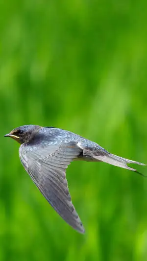ツバメ飛翔写真のスマホ待ち受け画面用画像