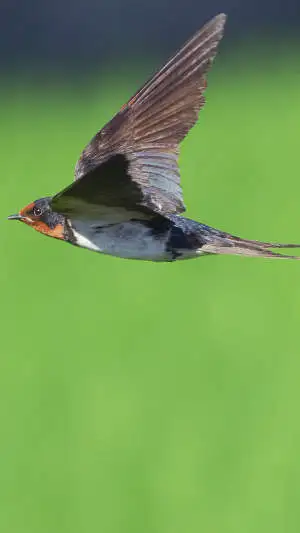 ツバメ飛翔写真のスマホ待ち受け画面用画像