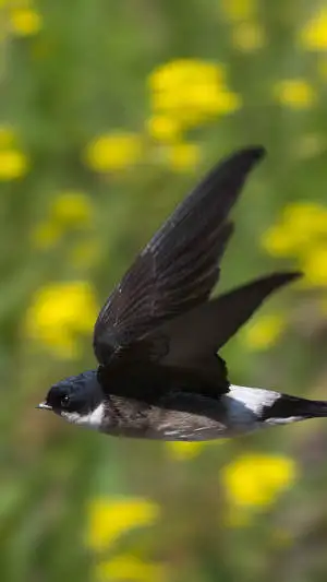 ツバメ飛翔写真のスマホ待ち受け画面用画像