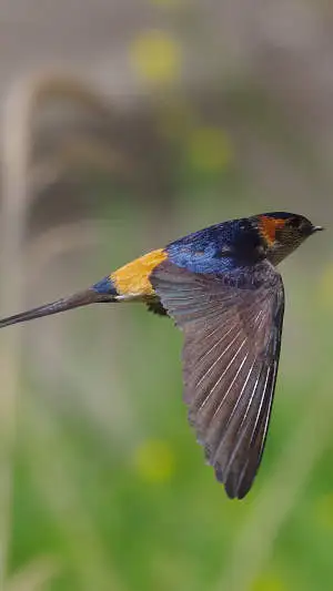 ツバメ飛翔写真のスマホ待ち受け画面用画像