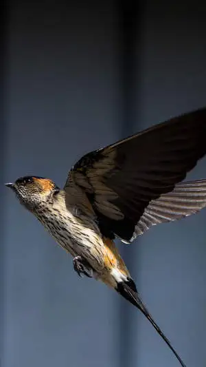 ツバメ飛翔写真のスマホ待ち受け画面用画像