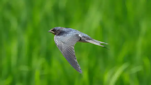 ツバメ飛翔写真のパソコン壁紙用画像