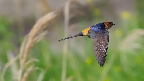 ツバメ飛翔写真のパソコン壁紙用画像