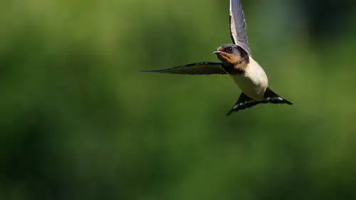 ツバメ飛翔写真のパソコン壁紙用画像