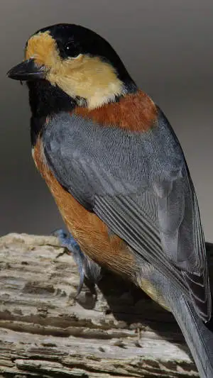 ヤマガラのスマホ待ち受け画面用画像