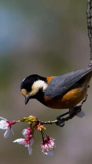 ヤマガラのスマホ待ち受け画面用画像