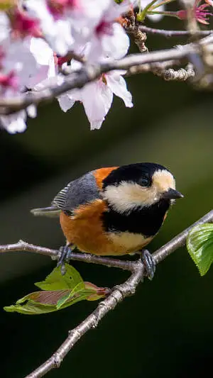 ヤマガラのスマホ待ち受け画面用画像