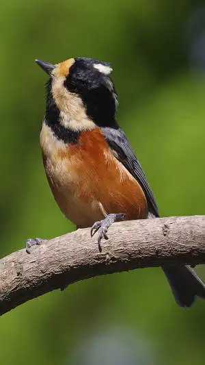 ヤマガラのスマホ待ち受け画面用画像