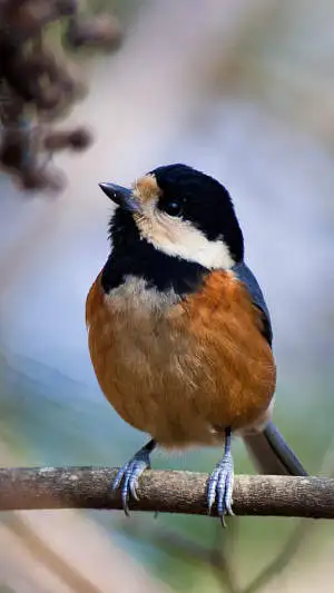 ヤマガラのスマホ待ち受け画面用画像