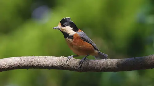 ヤマガラのパソコン壁紙用画像