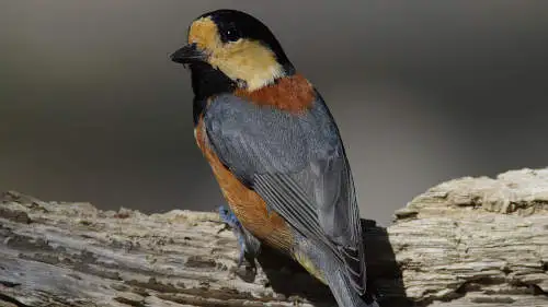 ヤマガラのパソコン壁紙用画像