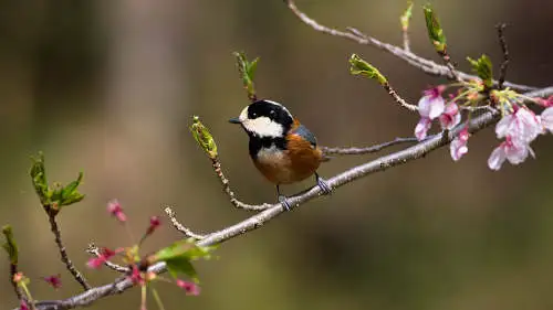 ヤマガラのパソコン壁紙用画像