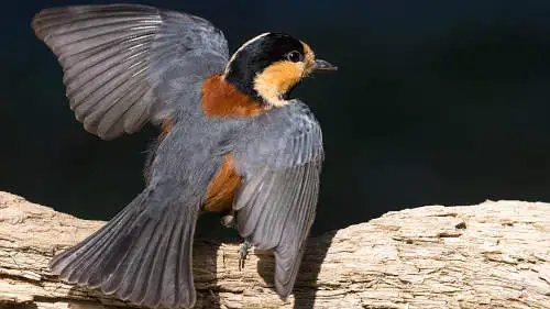 ヤマガラのパソコン壁紙用画像