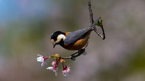 ヤマガラのパソコン壁紙用画像