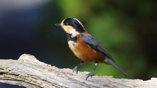 ヤマガラのパソコン壁紙用画像