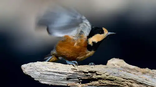 ヤマガラのパソコン壁紙用画像