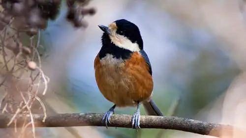 ヤマガラのパソコン壁紙用画像