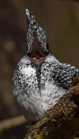 ヤマセミのスマホ待ち受け画面用画像