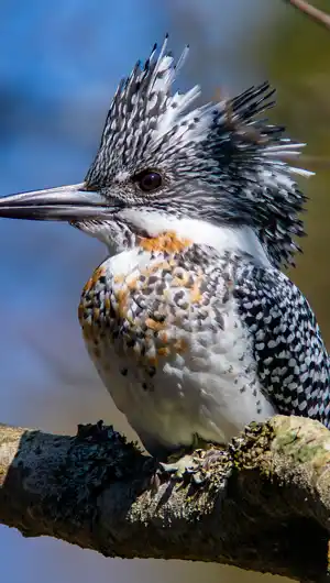 ヤマセミのスマホ待ち受け画面用画像